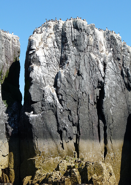 Sea Stack with Guillemots