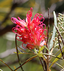 Grevillea banksii