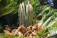 Cycas