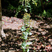 Chlora ( Blackstonia) perfoliata