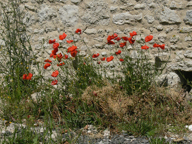 immer wieder Mohn