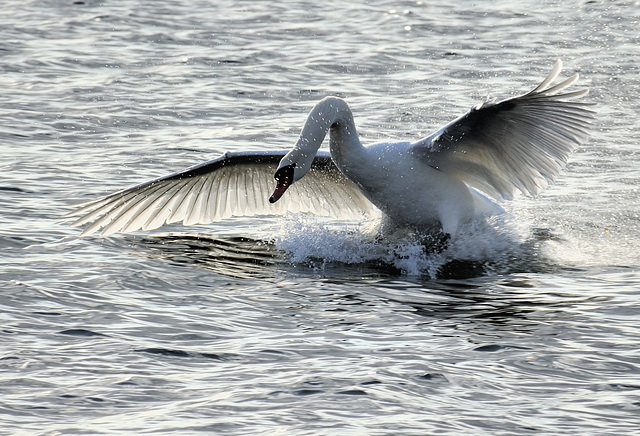 Cygne