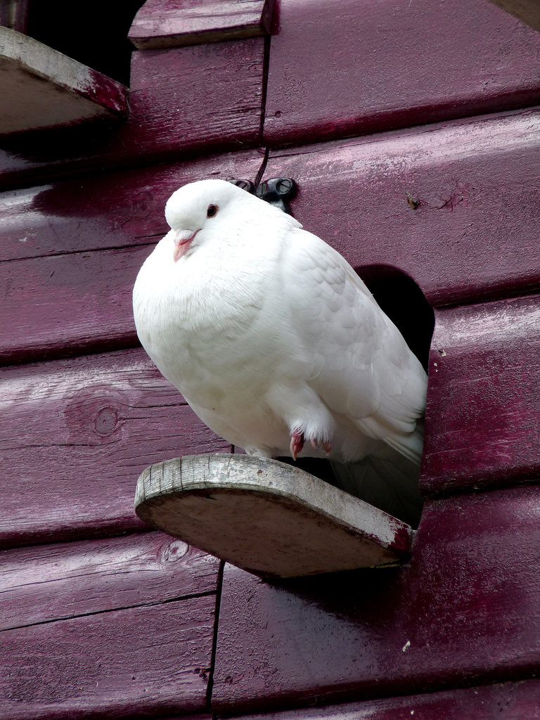 White Dove