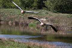 20110424 1277RTw [D-PB] Graugans, Delbrück