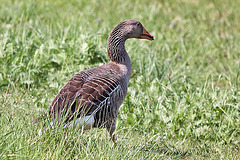 20110424 1275RTw [D-PB] Graugans, Delbrück