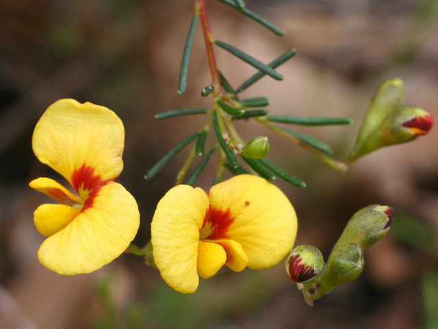 Dillwynia glaberrima