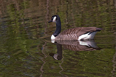 20110424 1272RTw [D-PB] Kanadagans, Spiegelung, Delbrück