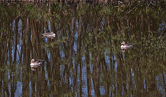 20110424 1271RTw [D-PB] Graugans, Spiegelung, Delbrück