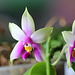 Phalaenopsis bellina (violacea borneo)