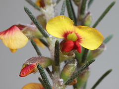 Dillwynia sericea