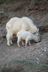 Rocky Mountain Goats