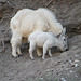 Rocky Mountain Goats