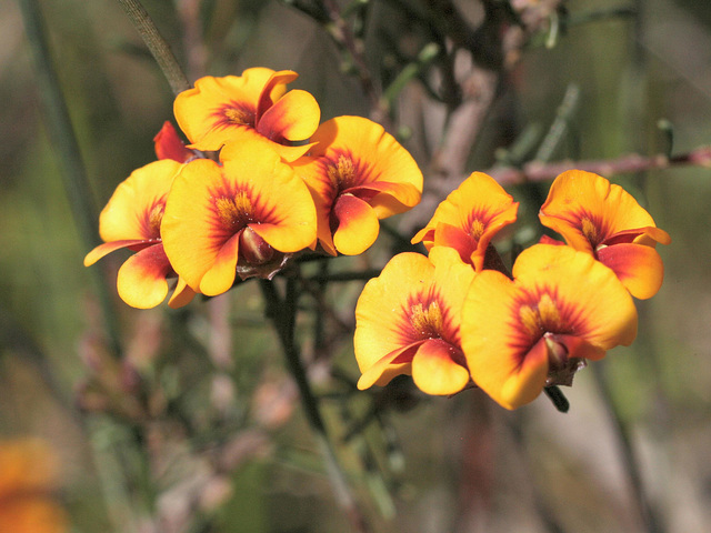 Dillwynia cinerascens