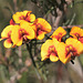 Dillwynia cinerascens