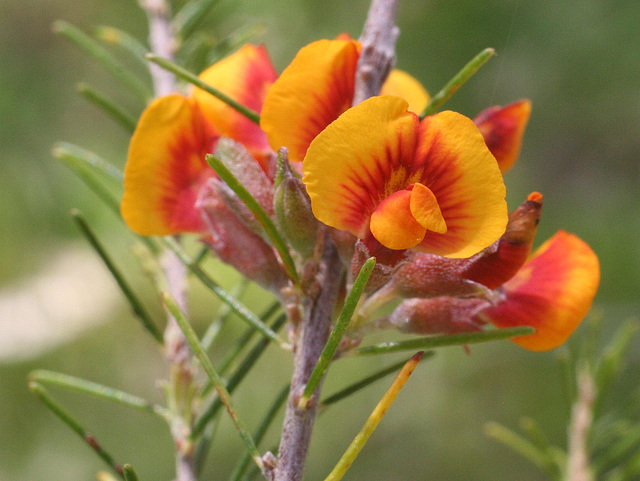 Dillwynia cinerascens