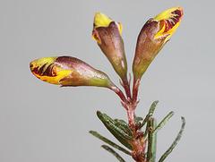Dillwynia glaberrima, buds