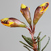 Dillwynia glaberrima, buds