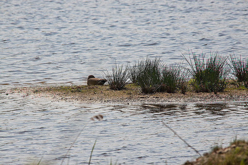 20110424 1265RTw [D-PB] Ente, Delbrück