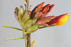 Dillwynia cinerascens, buds