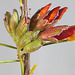 Dillwynia cinerascens, buds