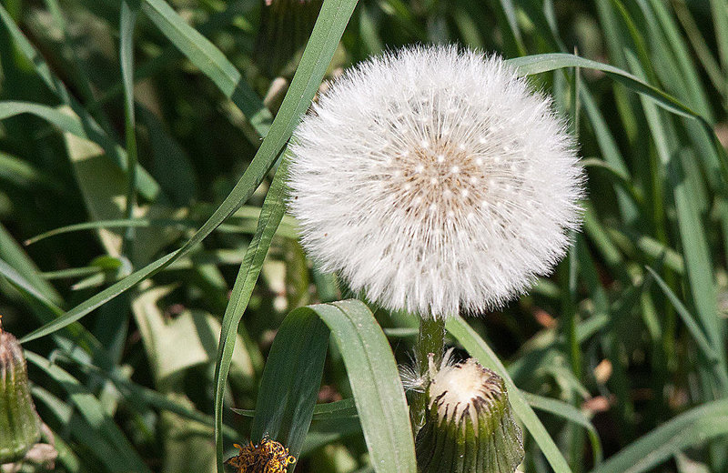 20110424 1260RTw [D-PB] Löwenzahn-Samen, Steinhorster Becken, Delbrück-Steinhorst