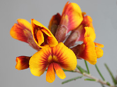 Dillwynia cinerascens, flowers