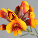 Dillwynia cinerascens, flowers