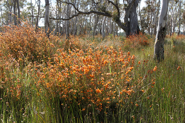 Dillwynia cinerascens