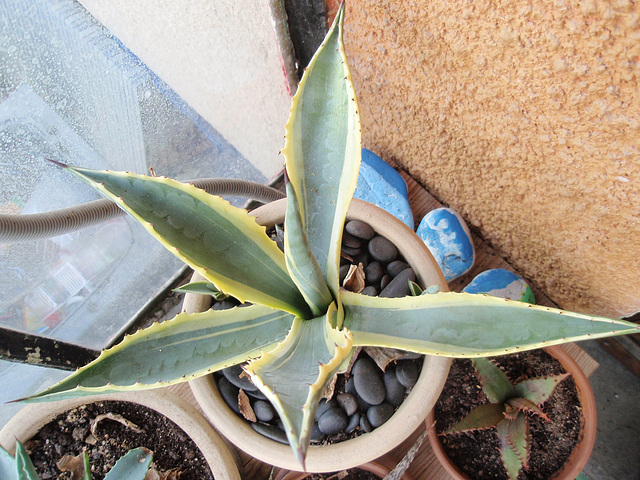 agave américana marginata P6052033