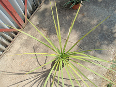 cordyline australis P6052030