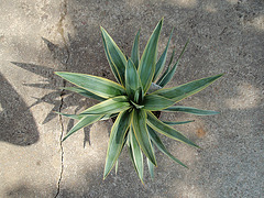 yucca variegata P6052028