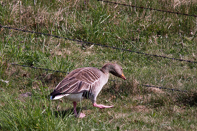 20110424 1223RTw [D-PB] Graugans, Delbrück