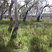 Red Gum swamp, Topperweins NFR