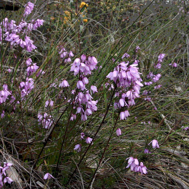 Tetratheca pilosa