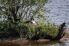 20110424 1219RTw [D-PB] Kanadagans (brütent), Delbrück