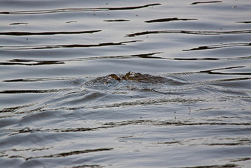 20110424 1217RTw [D-PB] Haubentaucher (Podiceps cristatus), abtauchend, Delbrück