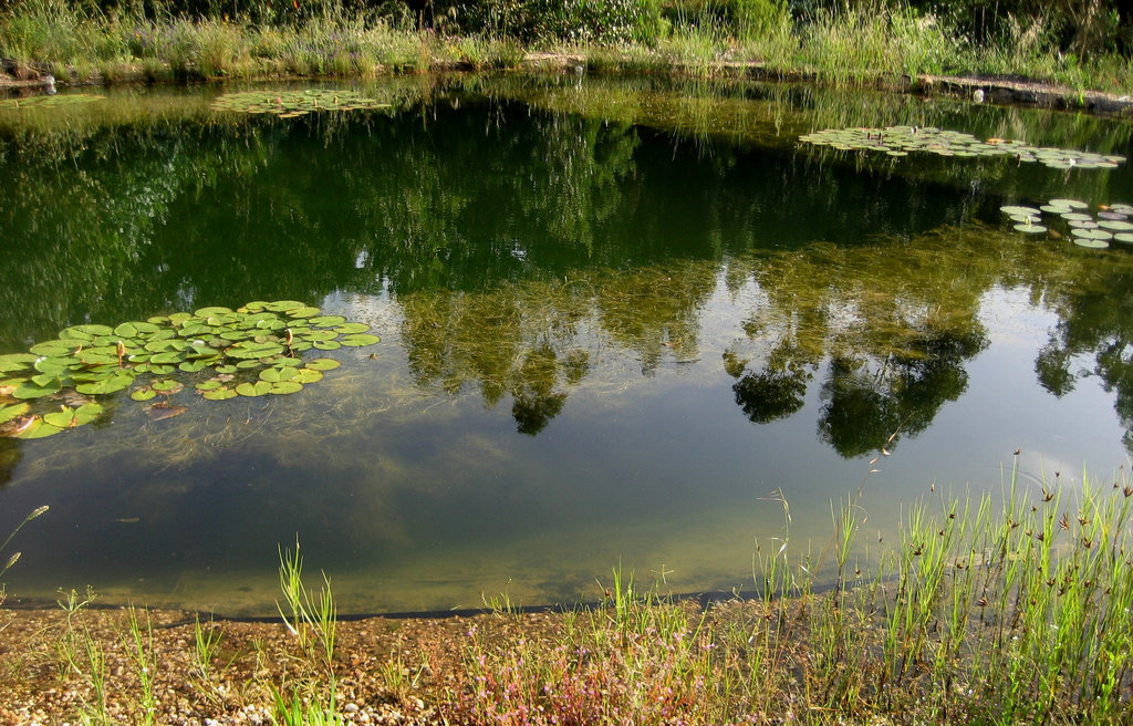 Natural Swimming-pool (2)