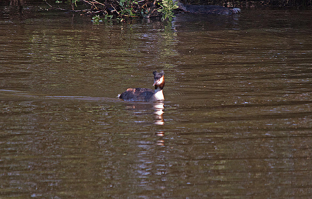 20110424 1214RTw [D-PB] Haubentaucher  (Podiceps cristatus), Delbrück