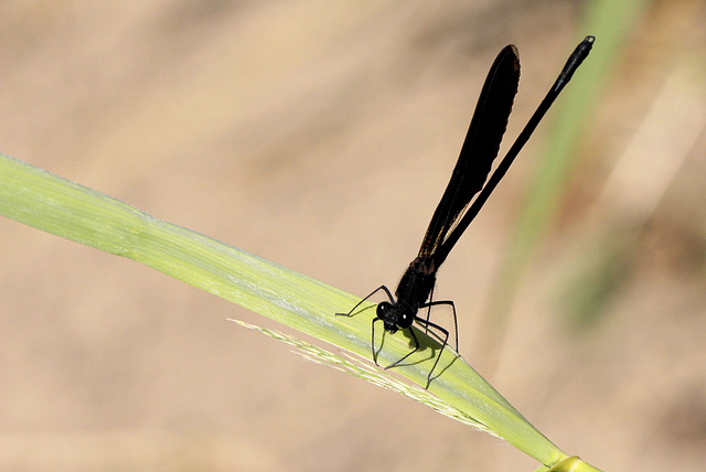 Calopteryx