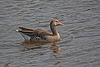 20110424 1212RTw [D-PB] Graugans, Delbrück