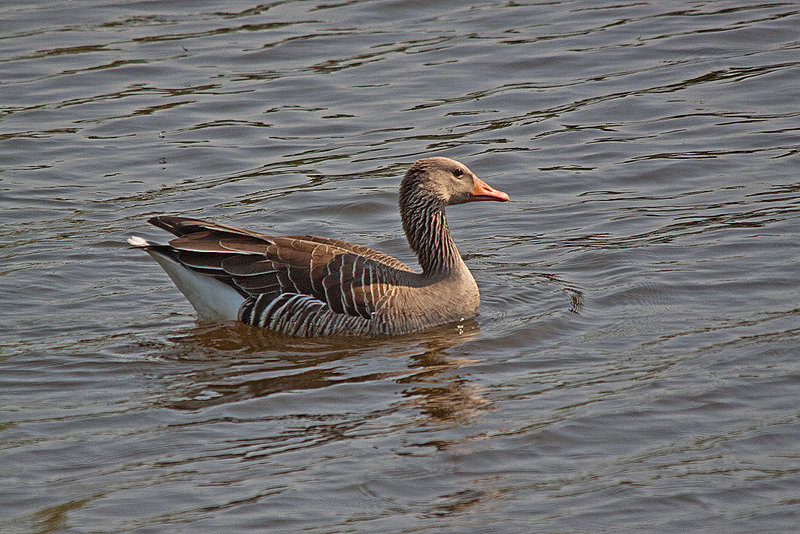 20110424 1212RTw [D-PB] Graugans, Delbrück