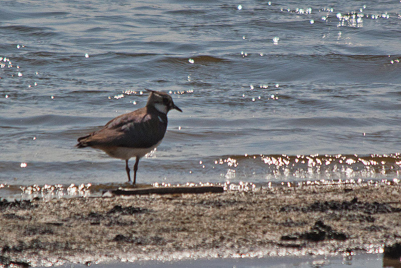 20110424 1206RTw [D-PB] Kiebitz (Vanellus vanellus), Steinhorster Becken, Delbrück