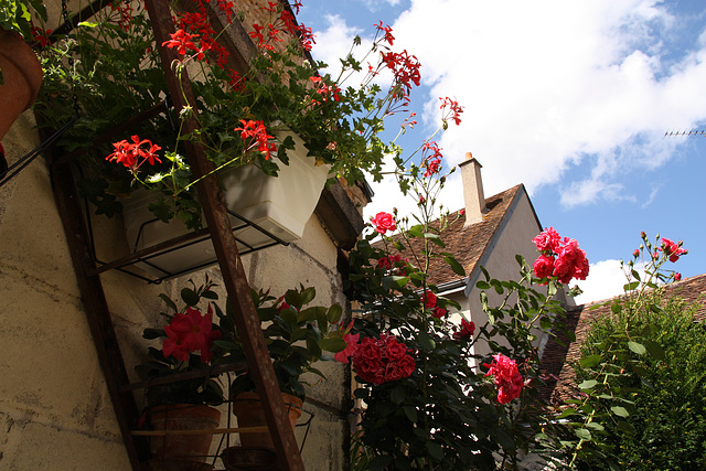 mes fleurs