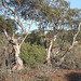 Eucalyptus gracilis