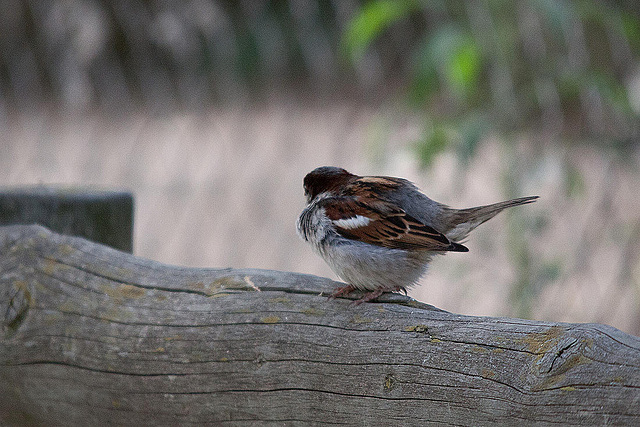 20110530 4662RTw [F] Haussperling, Parc Ornithologique, Camargue