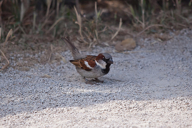 20110530 4659RTw [F] Haussperling, Parc Ornithologique, Camargue