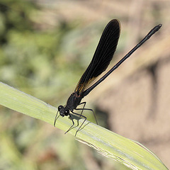 Calopteryx 2