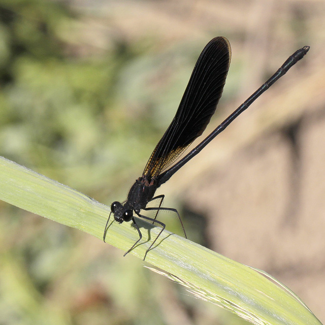 Calopteryx 2