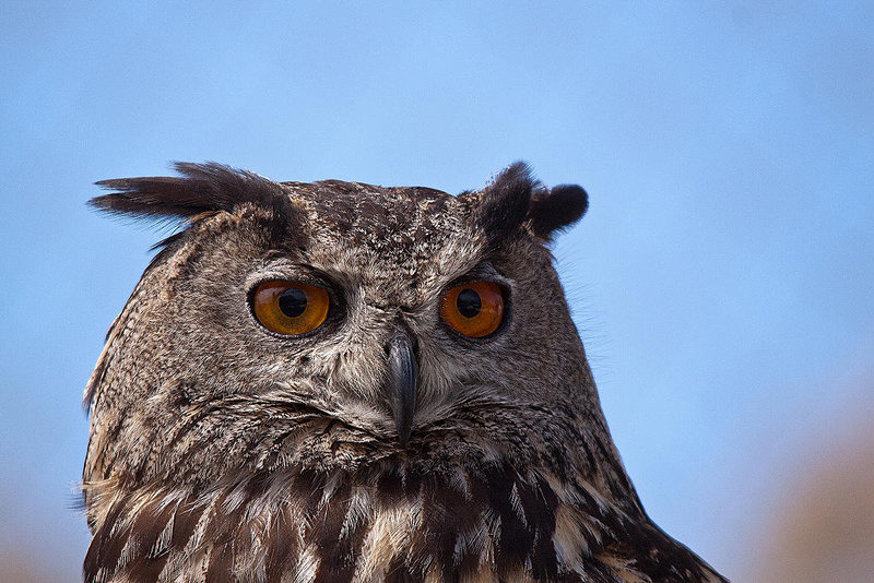 20110530 4656RTw [F] Uhu (Bubo bubo), Parc Ornithologique, Camargue