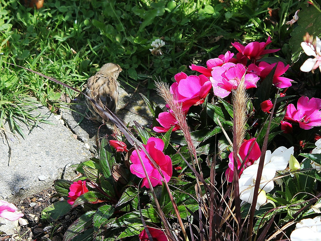 Futtersuche